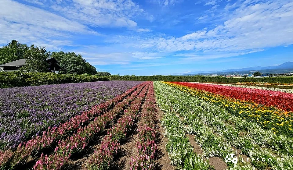 富田農場夏季整片薰衣草與彩色花田盛開